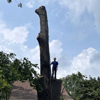 A man is standing on top of a very tall tree.