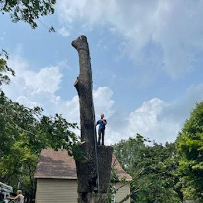 A man is standing on top of a large tree in front of a house.