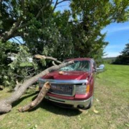 A red truck is parked in a grassy field with a tree fallen on it.