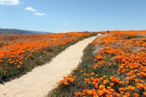 California is awash in color as a 'super bloom' sets in