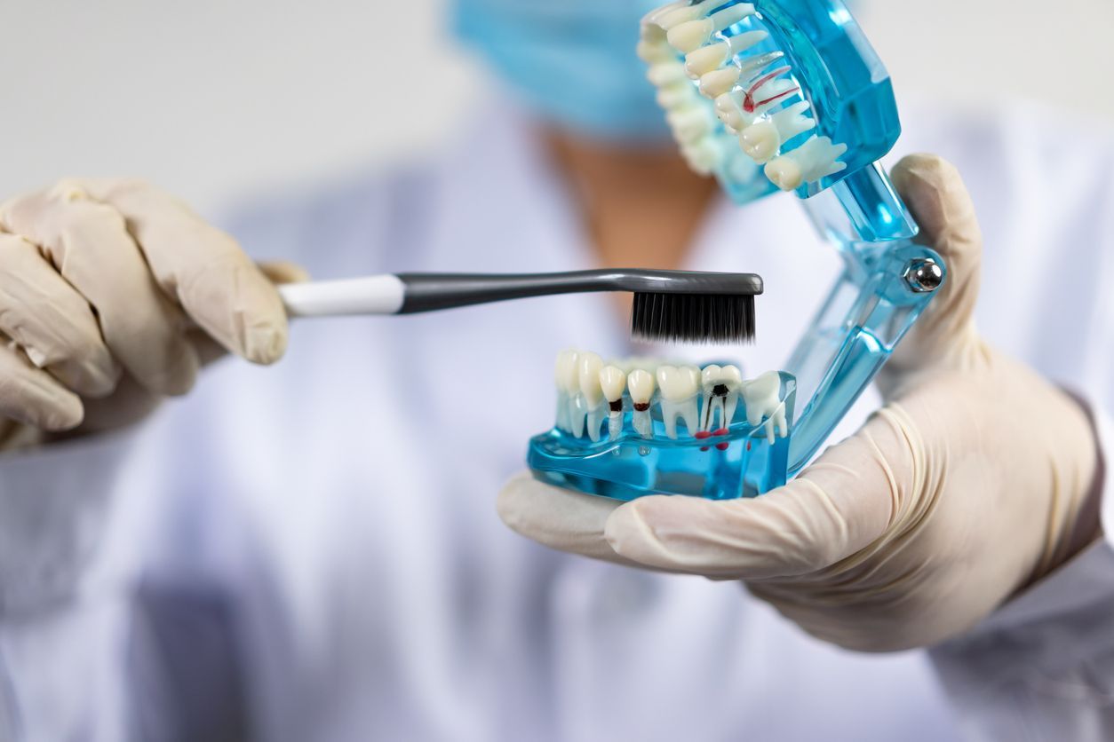 A dentist is brushing a model of teeth with a toothbrush.