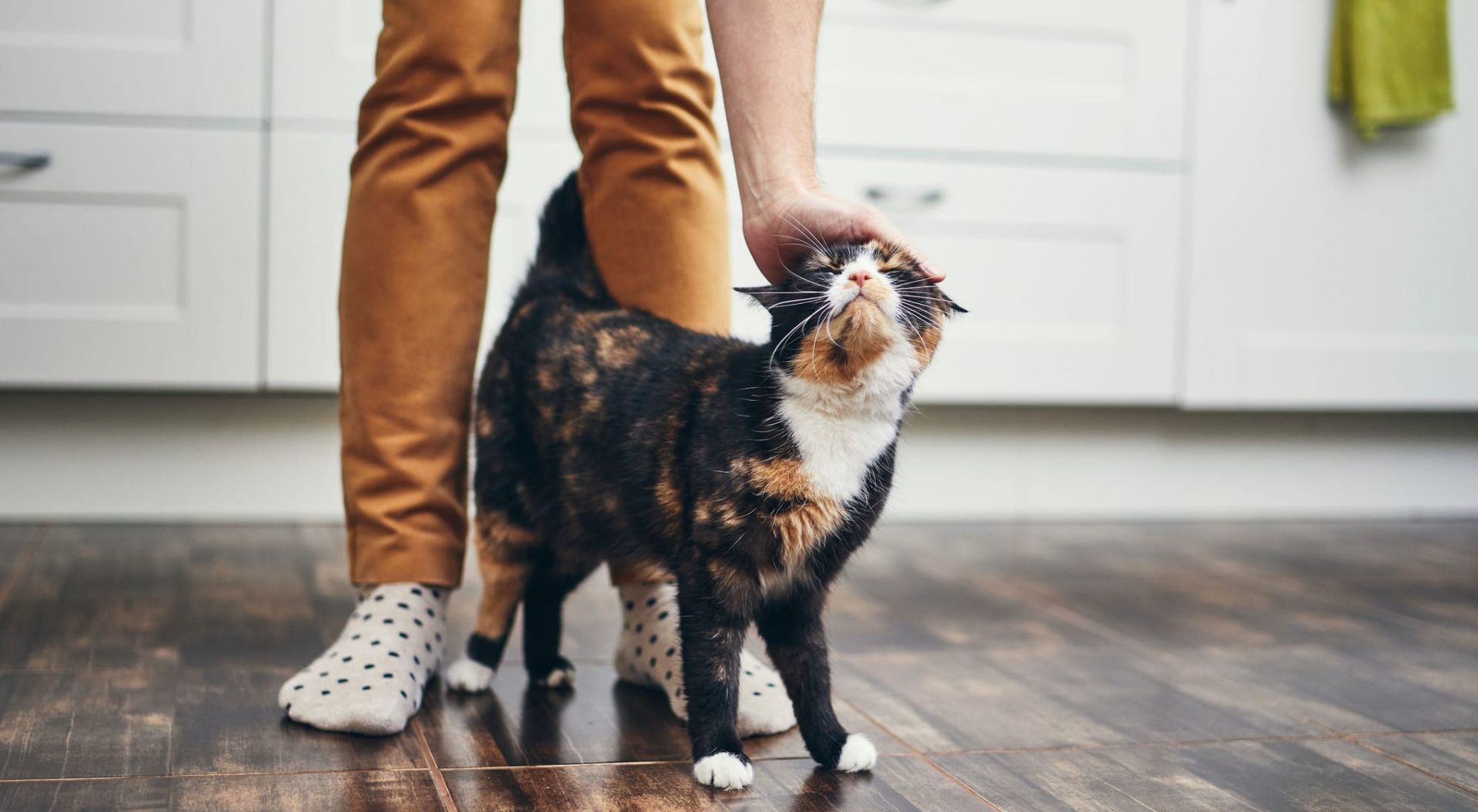 Person petting a calico cat indoors. The cat looks upwards, legs planted on the wood floor.
