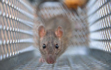 Rat in a trap