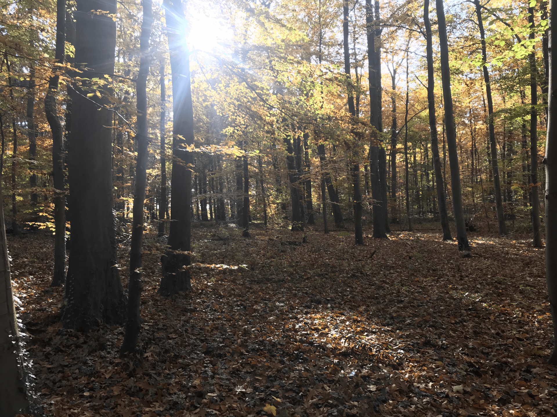 Der Wald bei Lübeck Kücknitz