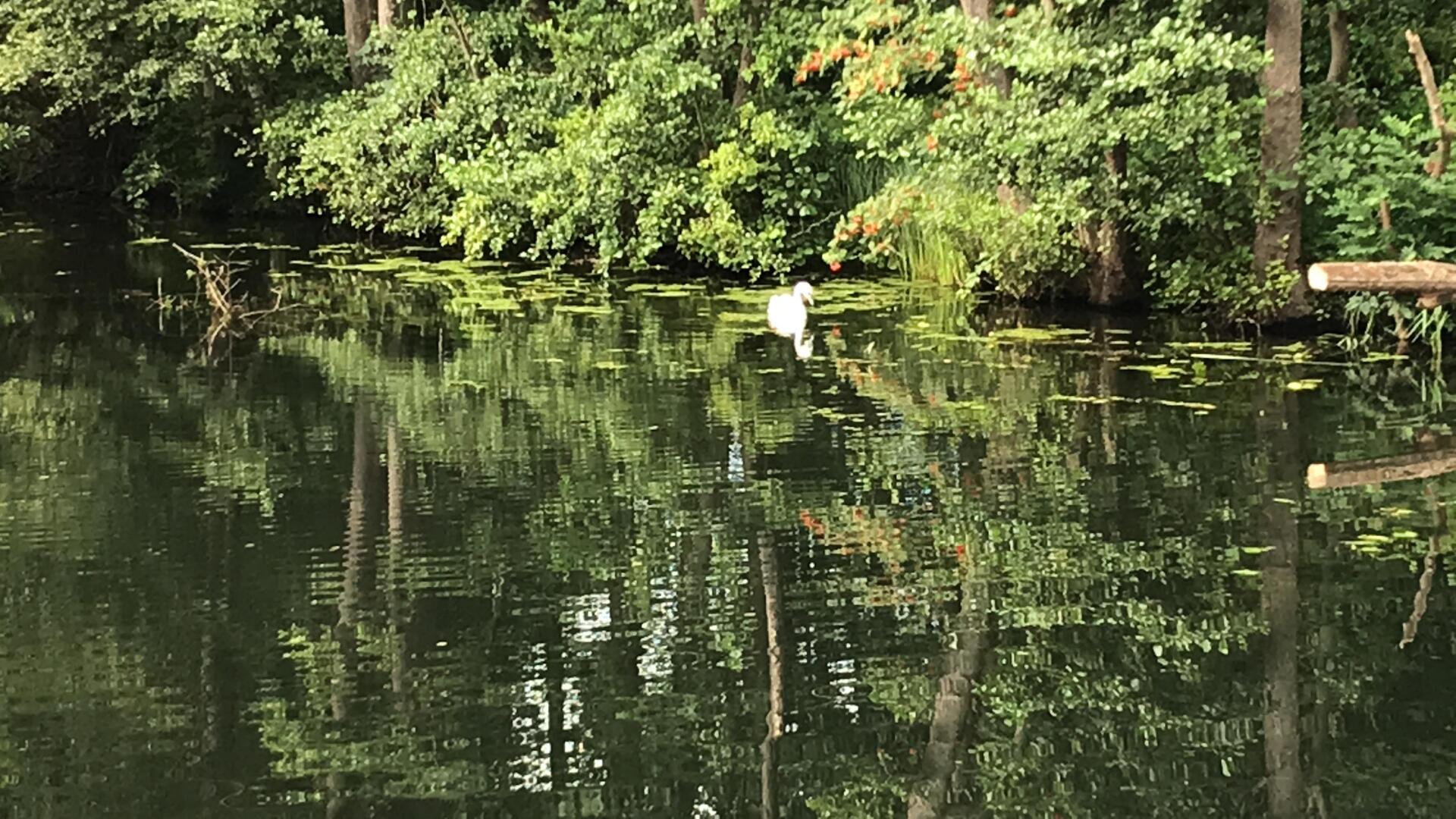 Die Wakenitz Richtung Ratzeburg