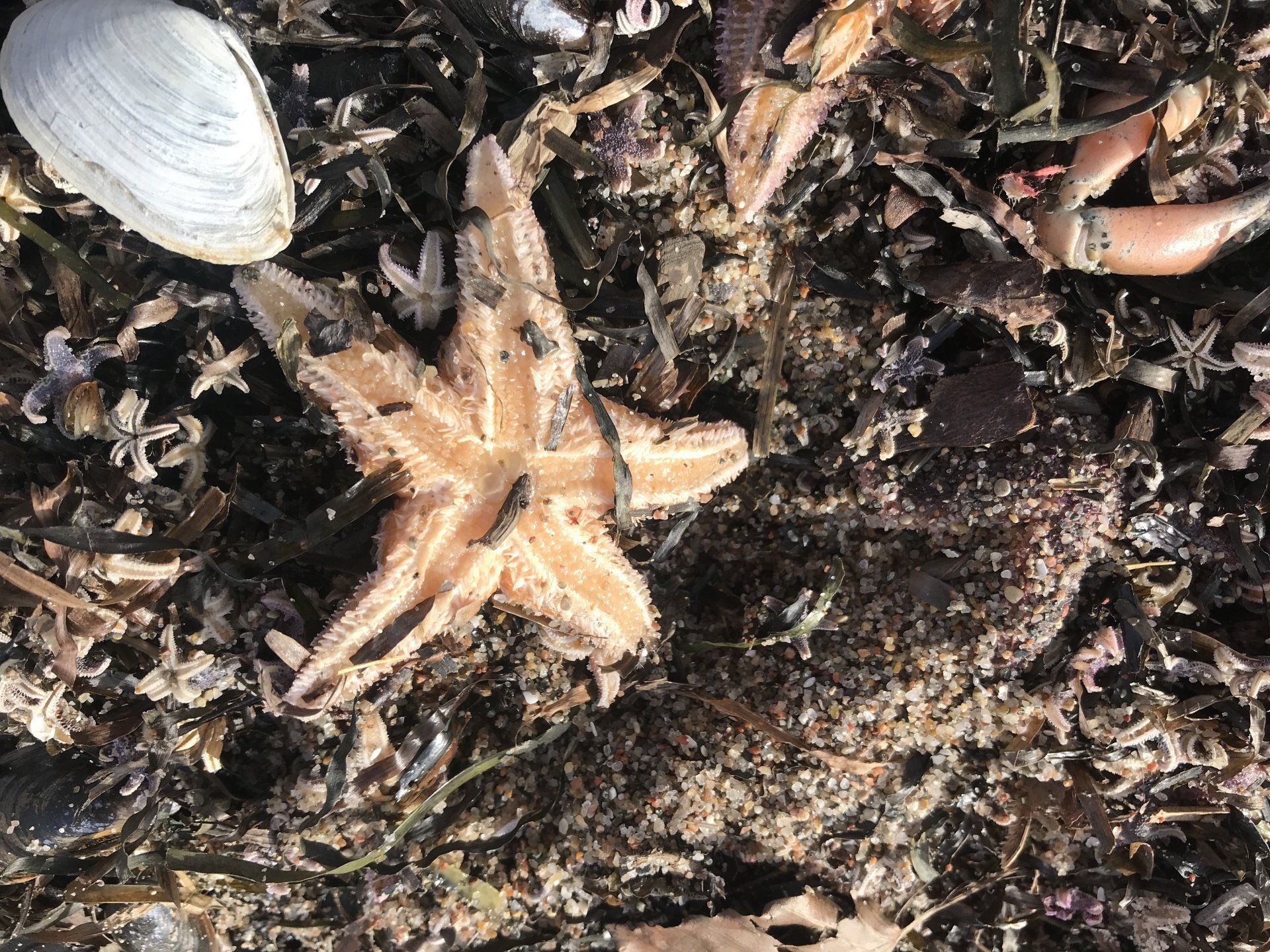 Seestern am Strand Grömitz ©Monteurzimmer Lübeck Haus Frase