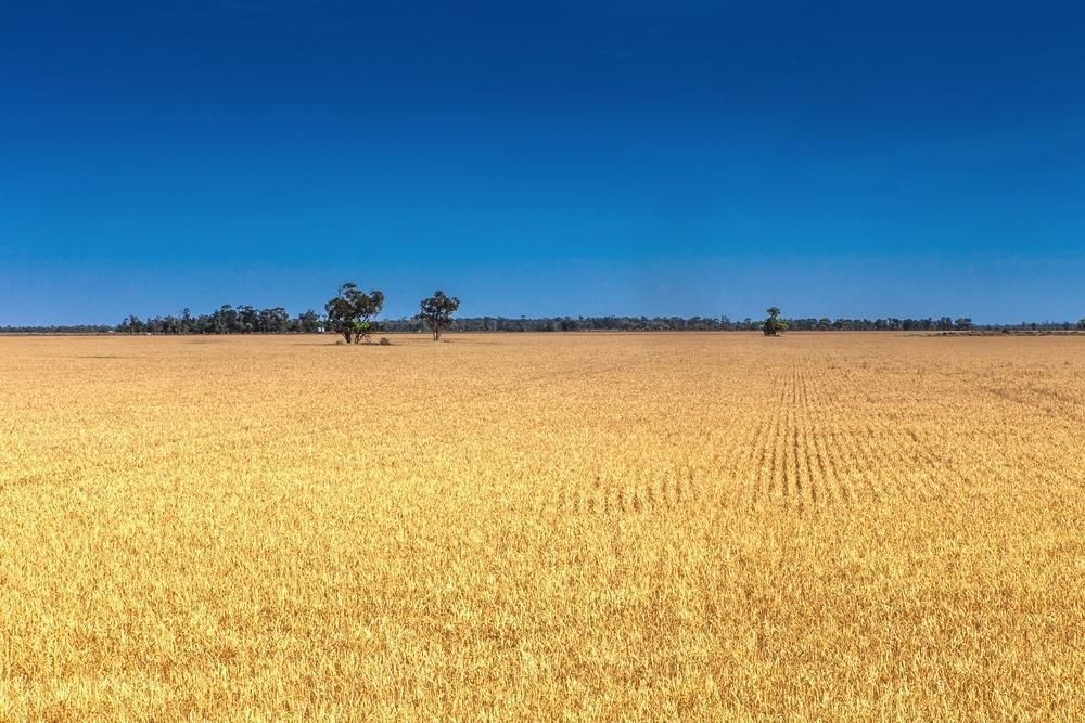 A Field of Wheat With a Blue Sky in the Background — Tamworth Manual Transmission Factory in Moree, NSW