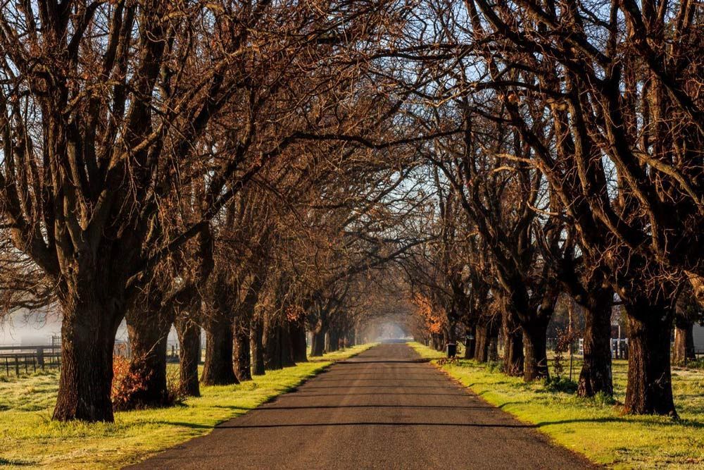 A Row of Trees Along the Side of A Road — Tamworth Manual Transmission Factory in Tamworth, NSW