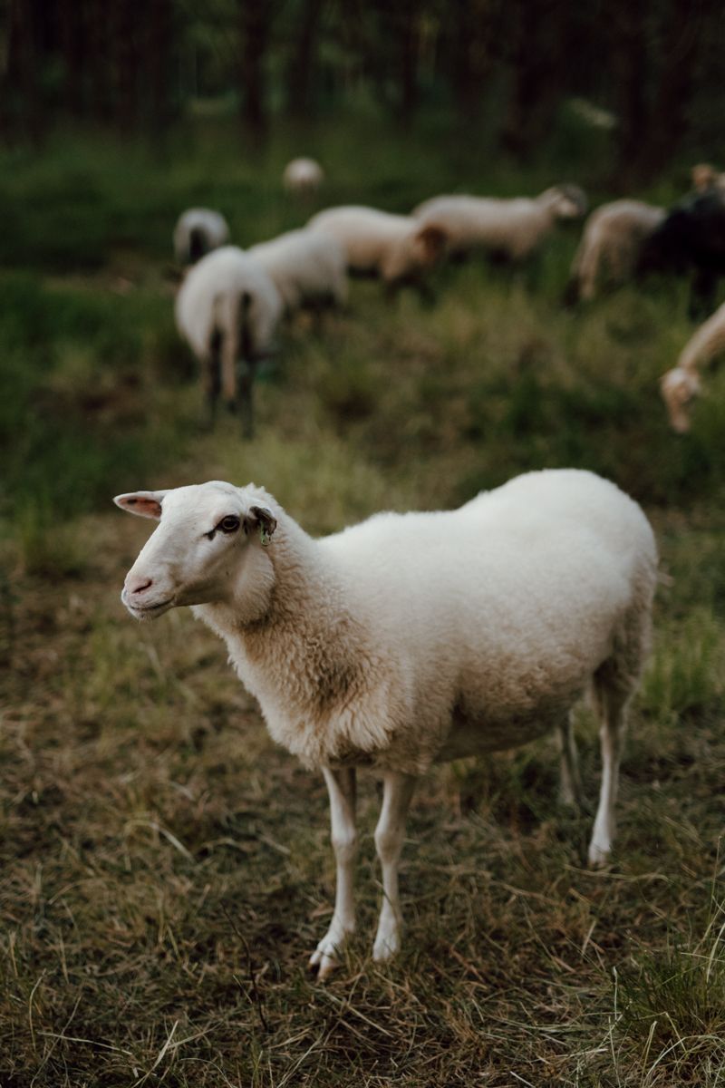 Fotograaf voor groene ondernemers