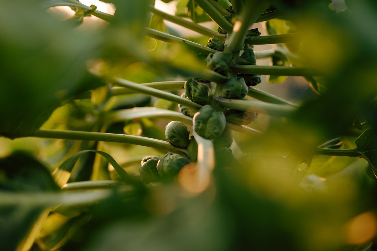 Fotograaf voor groene ondernemers