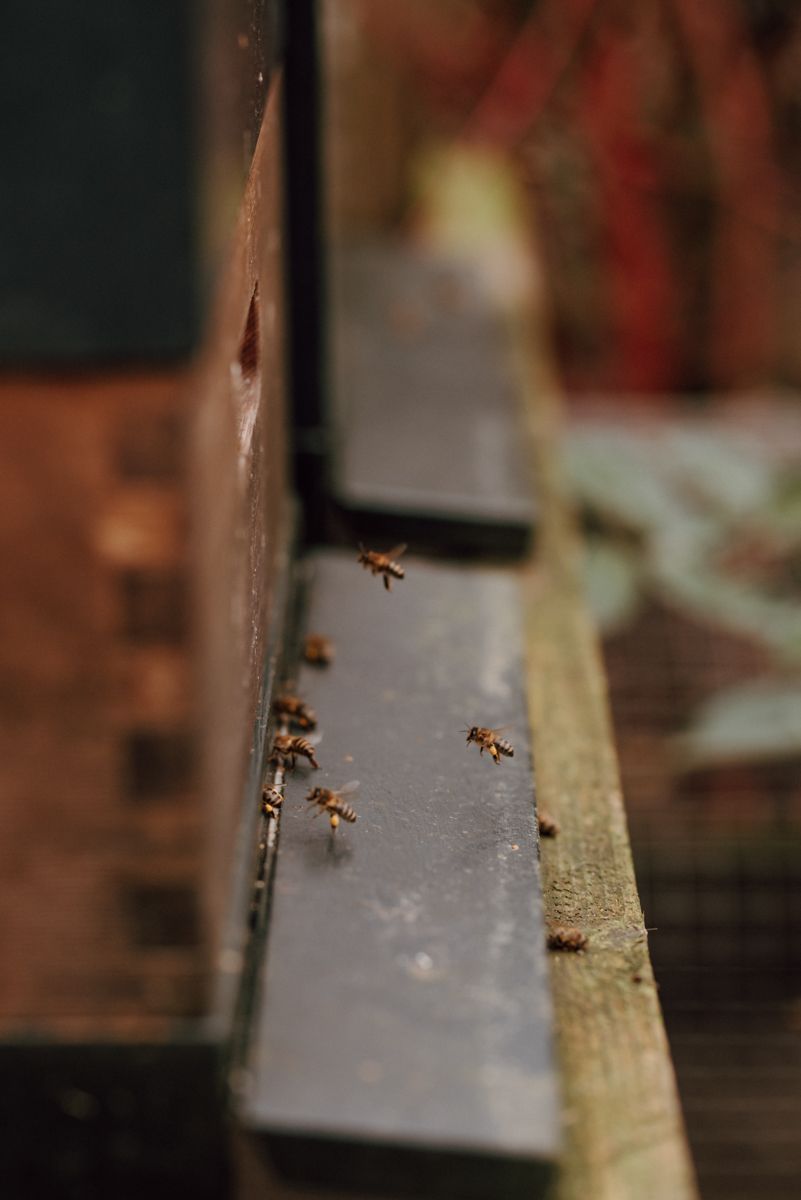Bijenvolk wordt langzaam wakker