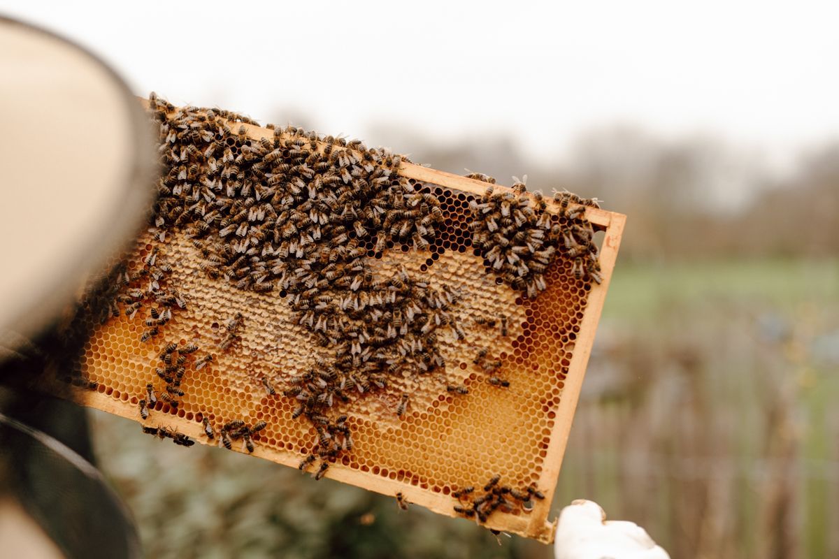 Brandingfotografie van een imker: een kijkje in het dagelijks leven