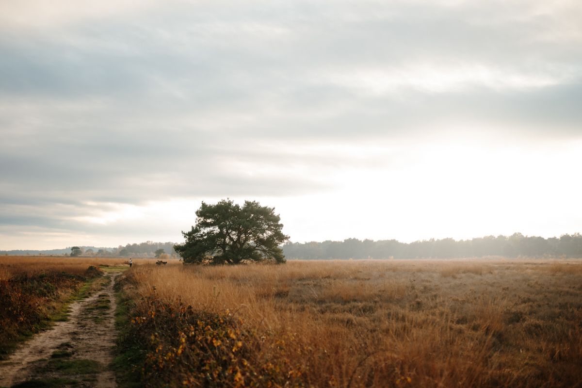 Fotoshoot bij ziekte, boom in de verte