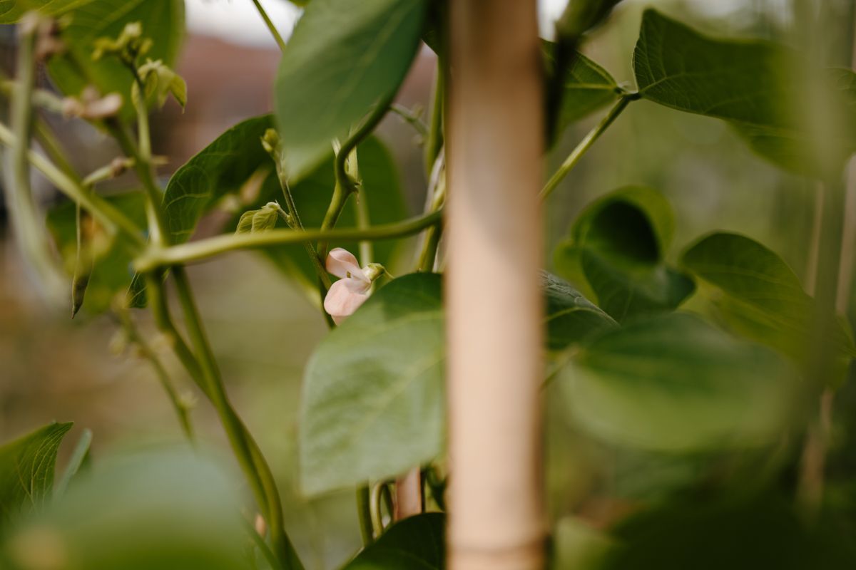 Fotoshoot in de moestuin van Jessica Koomen