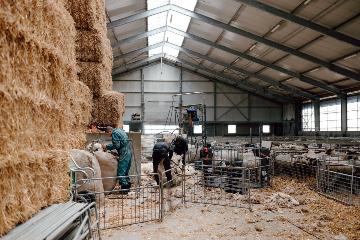 Fotoshoot schapen scheren op de boerderij
