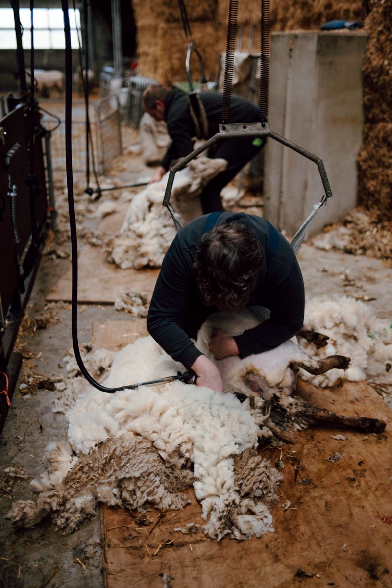 Schaap wordt geschoren
