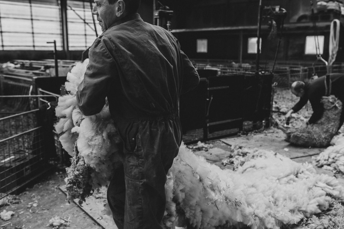 Wol wordt afgevoerd nadat de schaap geschoren is