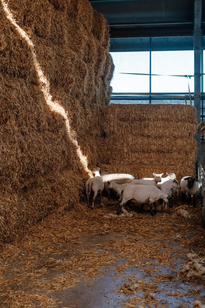 Pas geschoren schapen