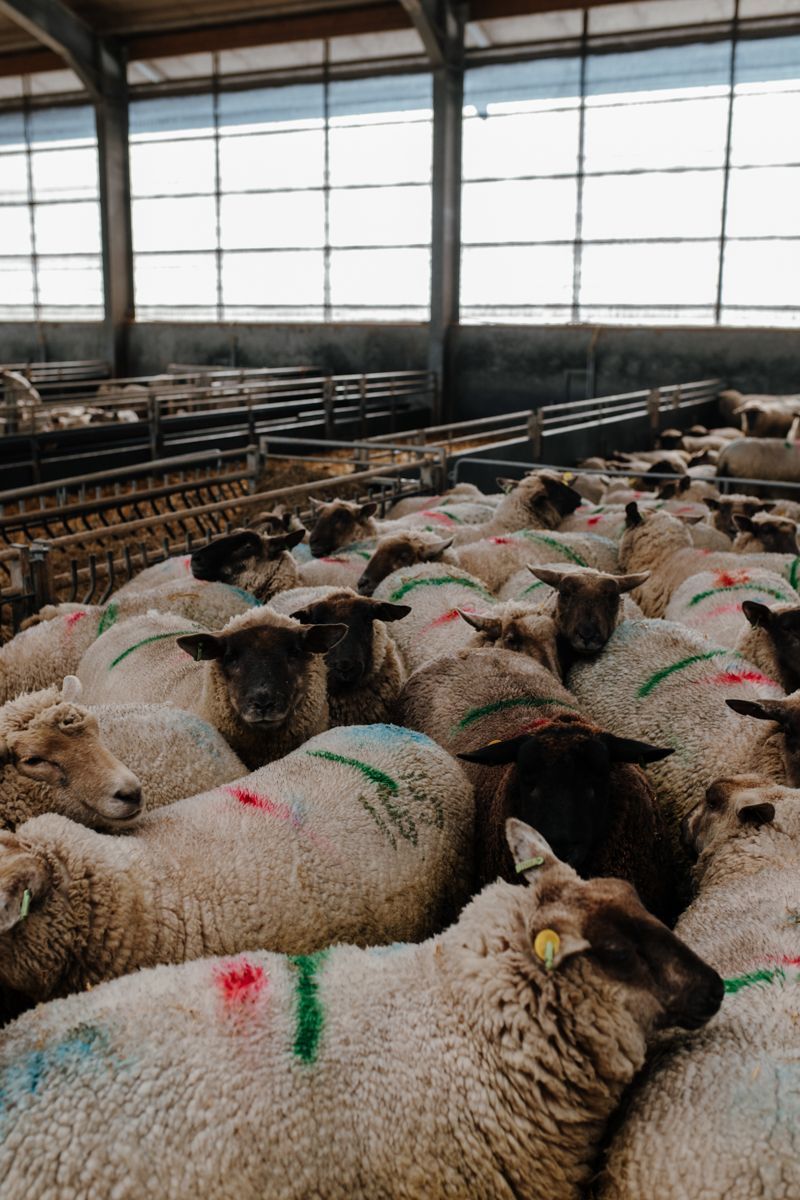 Schapen wachten op geschoren te worden 