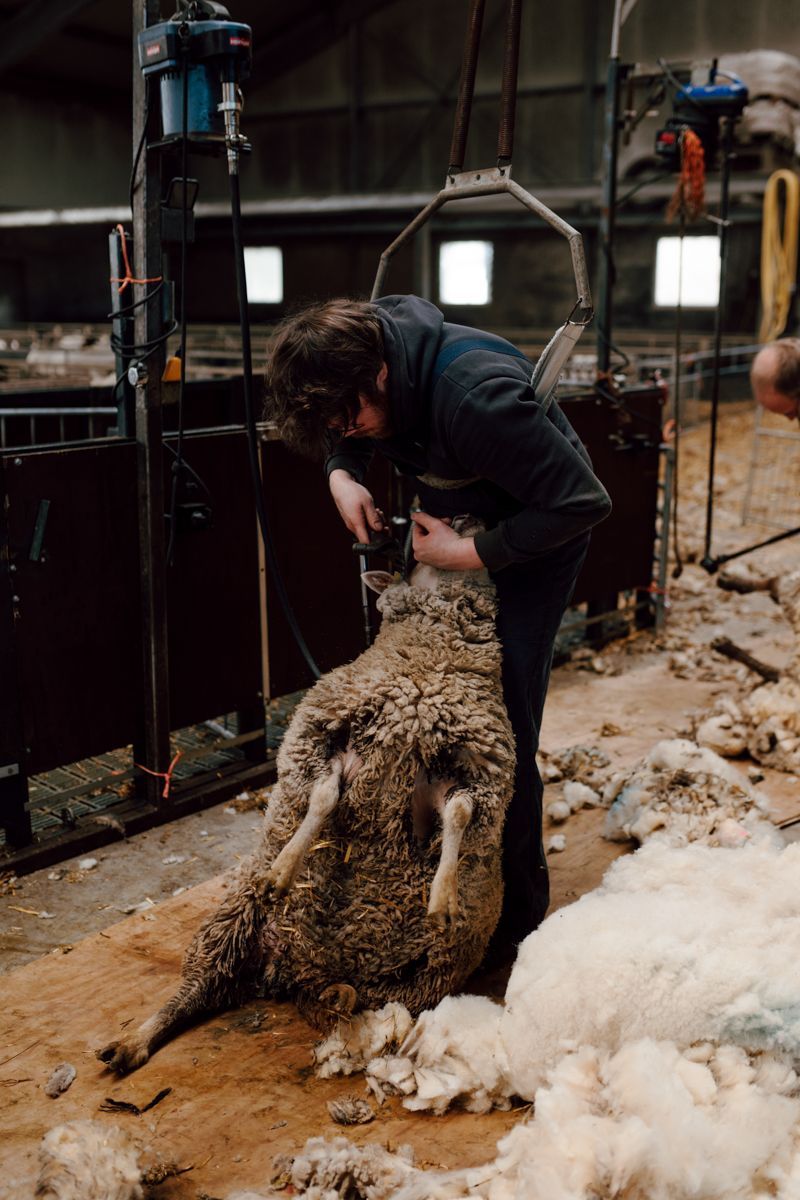 Schaap zit op achterpoten om geschoren te worden