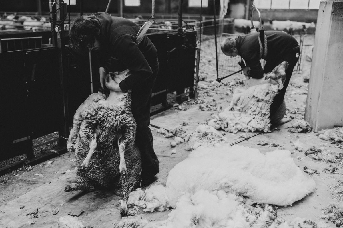 Fotoshoot van schapen die geschoren worden in het voorjaar