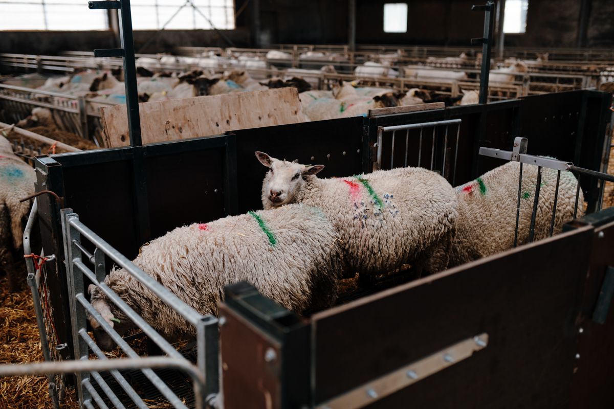 Schapen wachten om geschoren te worden