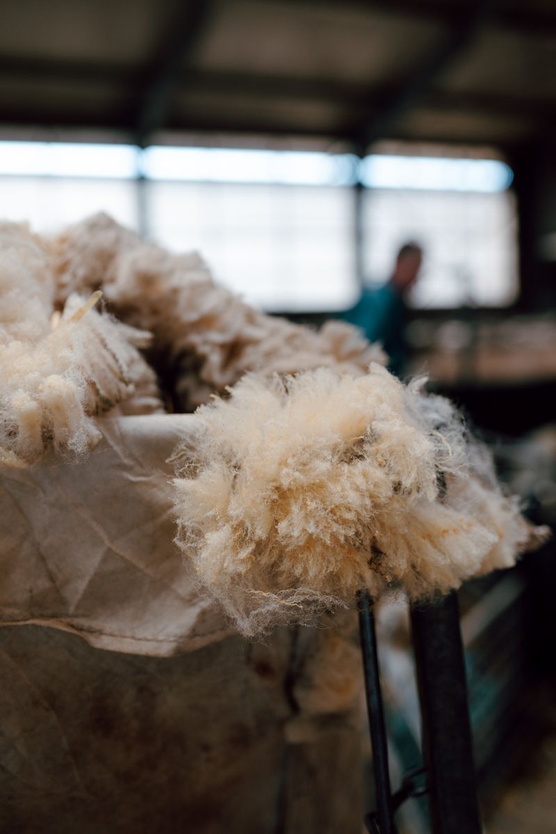 Wol dat net van de schaap afkomt