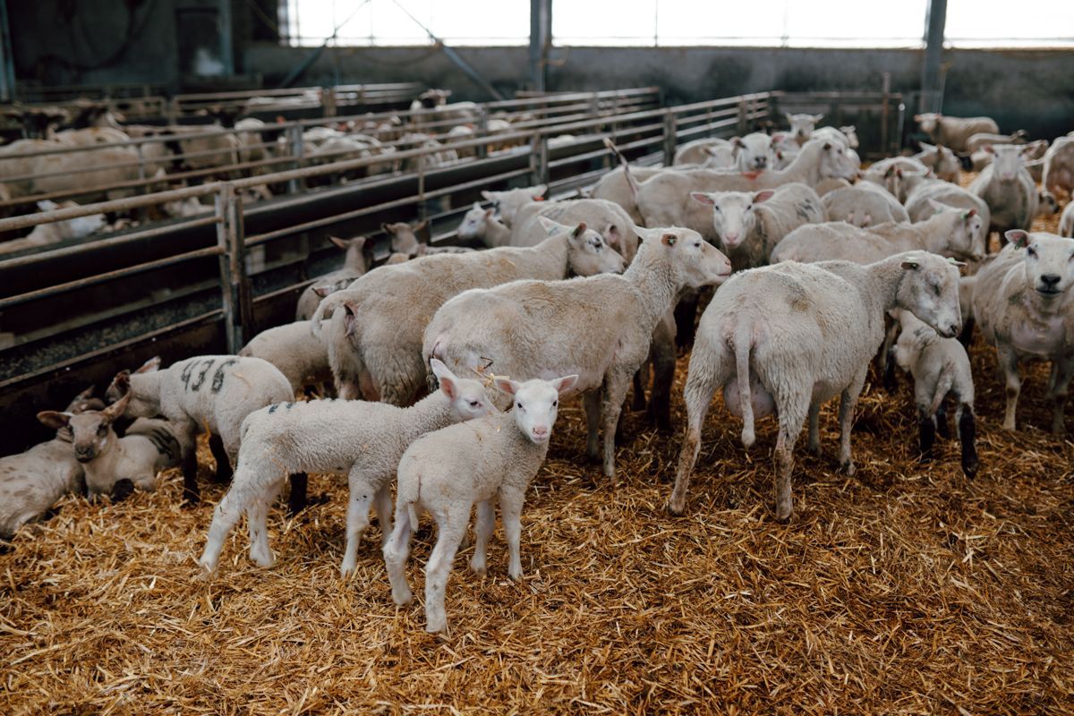 Lammetjes bij hun moeders in het hok kijken nieuwsgierig naar de camera