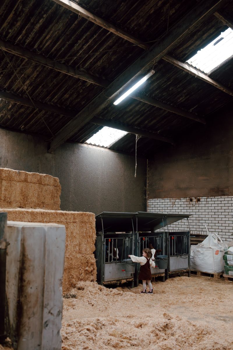 peuter meisje in de stal de kalfjes aan het voeren tijdens een fotoshoot op de boerderij