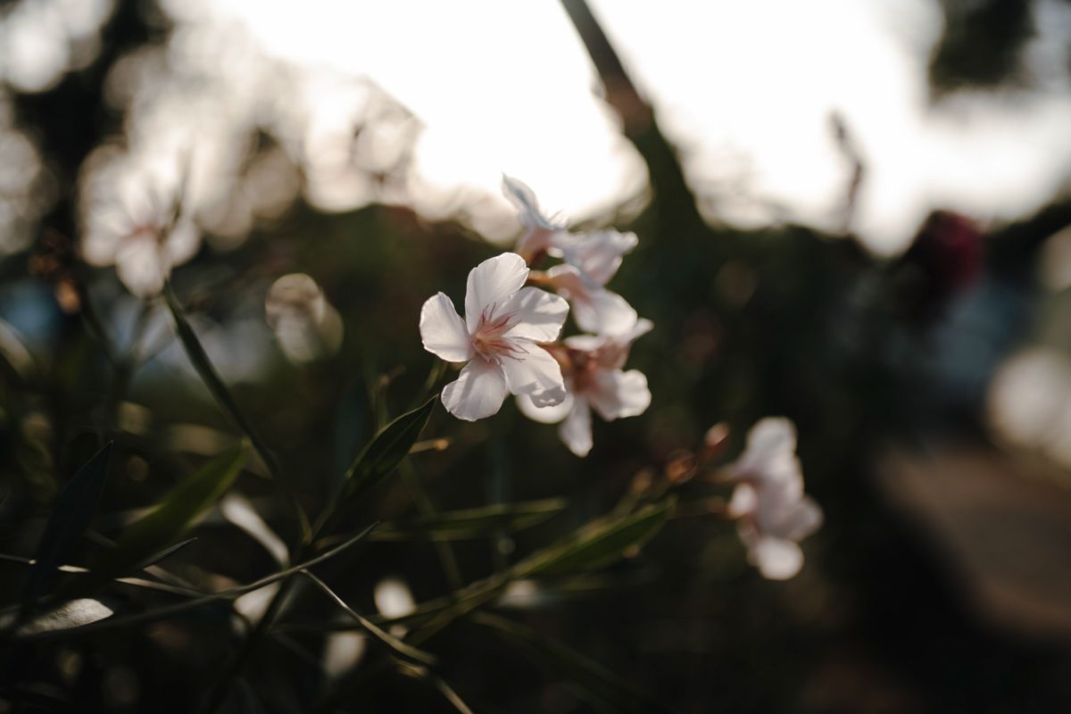 Fotoshoot bij ziekte, boom in de verte