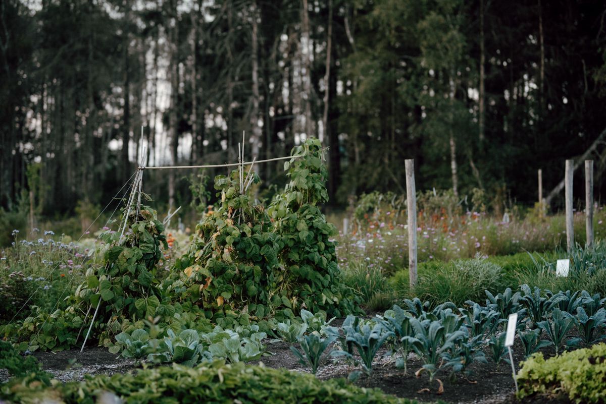 Een tuin vol met veel groenten en bomen op de achtergrond