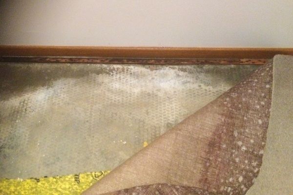 A section of carpet is peeled back to reveal white efflorescence or mold growth on a concrete floor near a baseboard.