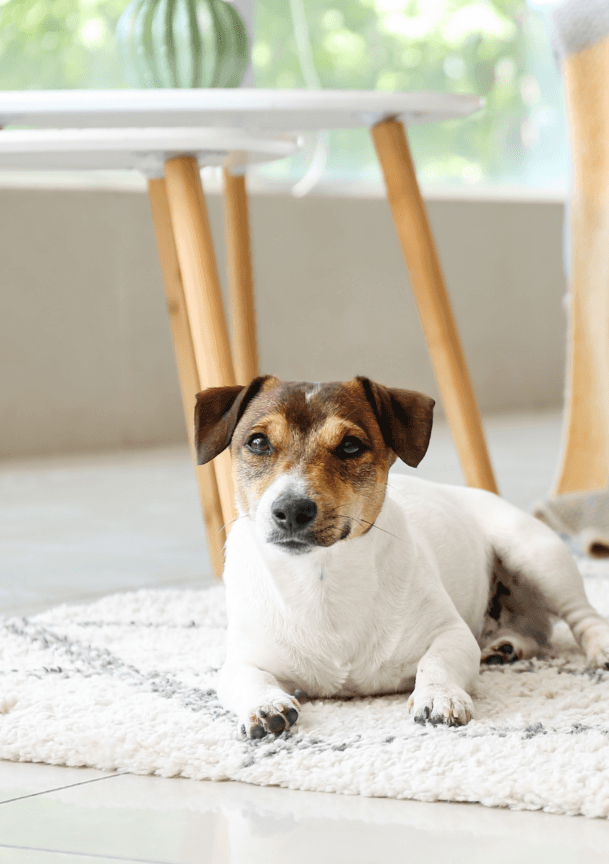 A Small Dog Is Laying On A Rug In A Living Room — Citrus Clean Central Coast In Lake Haven, NSW