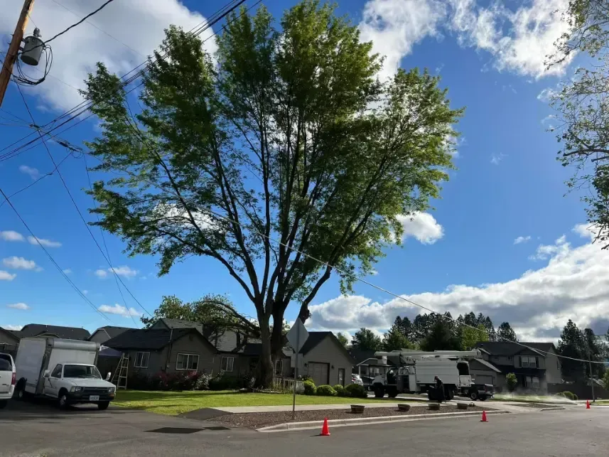 Large tree and residential neighborhood with trucks and orange cones on a bright, sunny day.