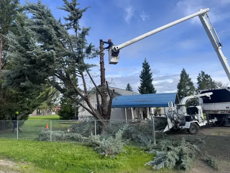 Tree trimming with a lift truck, residential area. Blue sky, green grass, and a wood chipper are present.