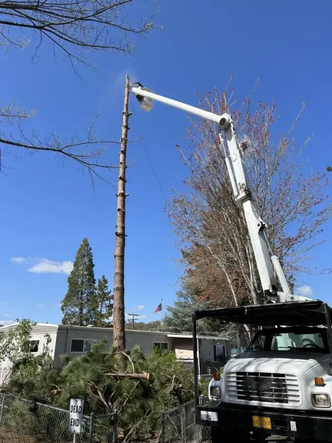 Tree being trimmed by a truck with a raised boom lift, under a clear blue sky.