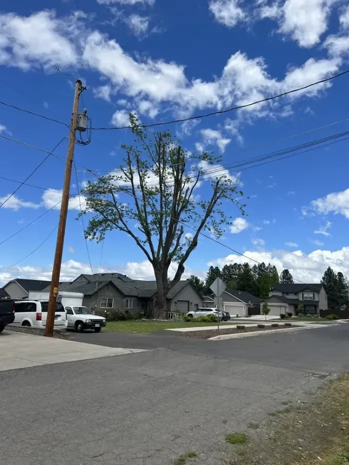 Tall tree, partly trimmed, in suburban area with power lines and houses under a bright blue sky.