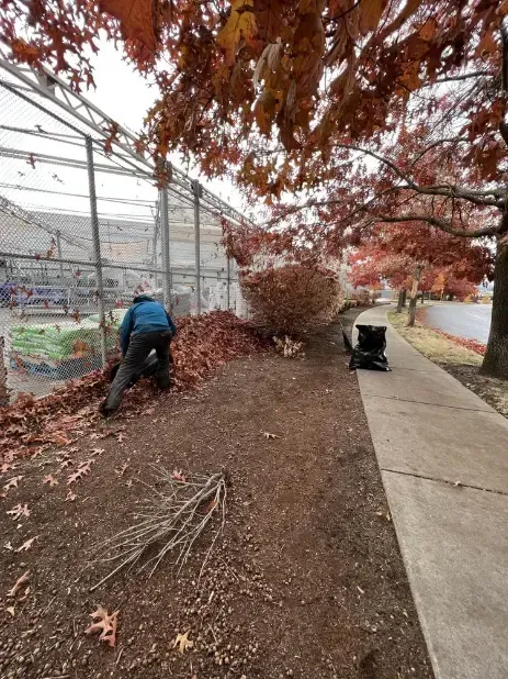 Person raking leaves near a bush and sidewalk outside a greenhouse in autumn.