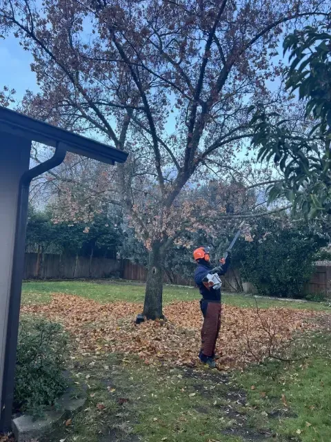 Person trimming a tree in a backyard with fallen leaves. They are wearing a helmet and safety gear.