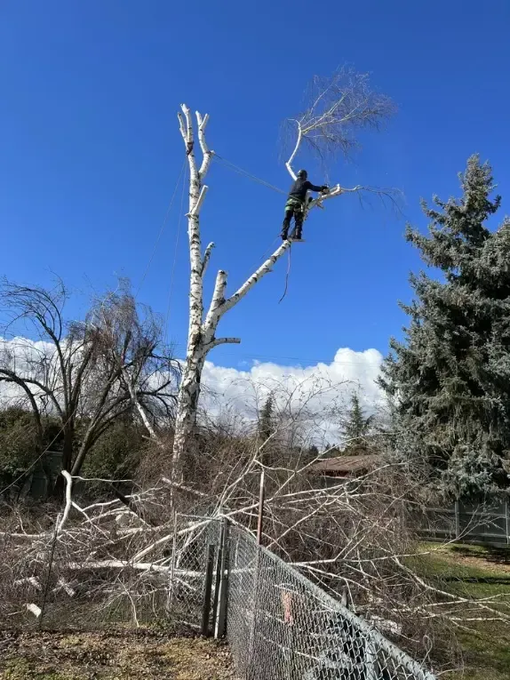 Arborist in harness trimming a birch tree against a blue sky, with cut branches on the ground.
