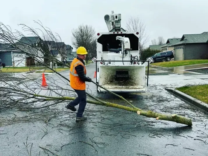 Man in safety vest feeds tree branch into a wood chipper truck on a wet street.