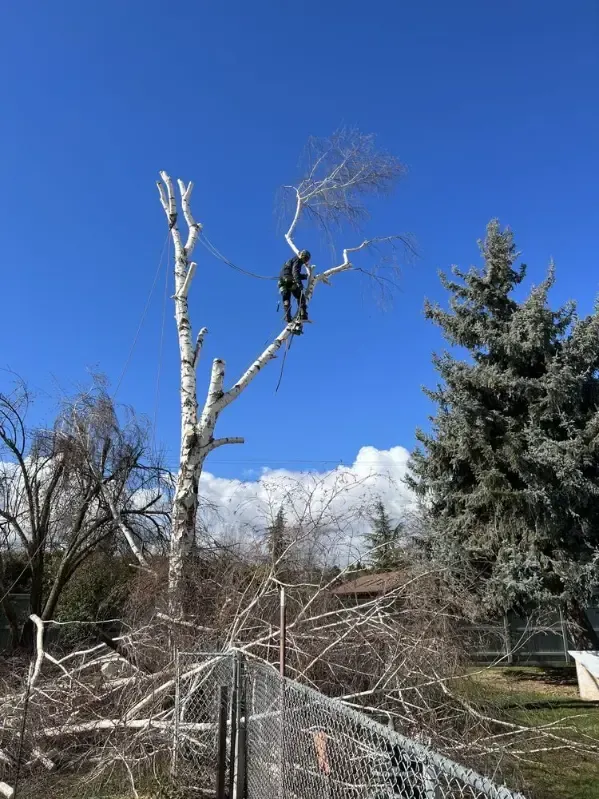 Person trimming a tall, white-barked birch tree. Fallen branches on ground. Blue sky with a mountain backdrop.