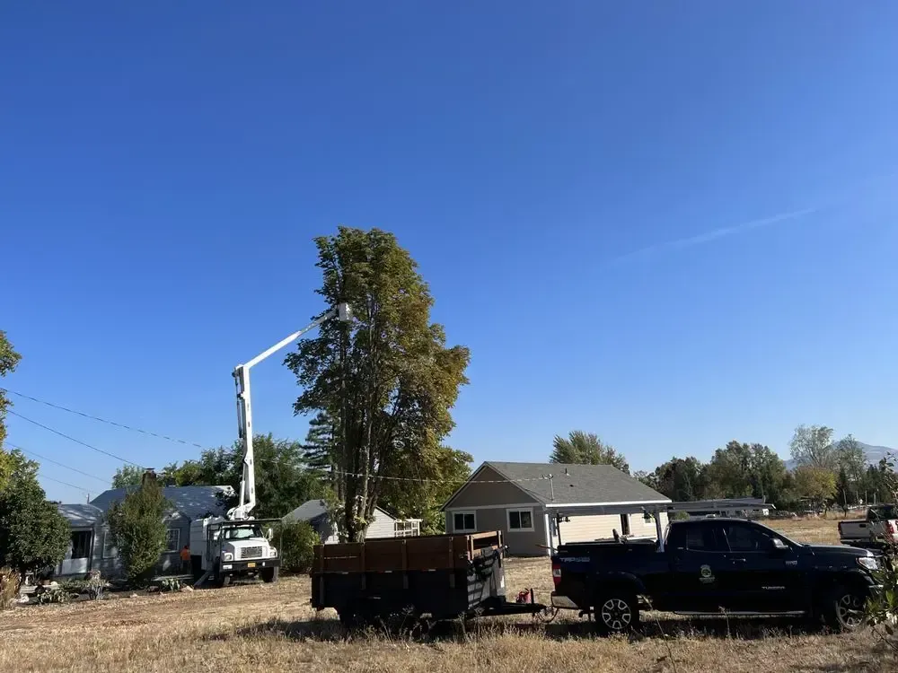 A tree trimming service is using a lift truck to work on a tree in front of a house.