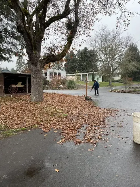 Person using a leaf blower on wet leaves in a yard. A shed and house are in the background. Overcast sky.