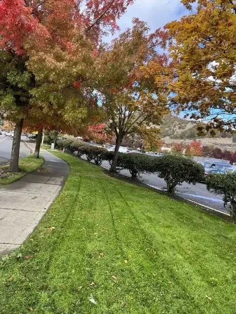 Sidewalk along a grassy slope with trimmed hedges. Trees with colorful fall foliage line the street.