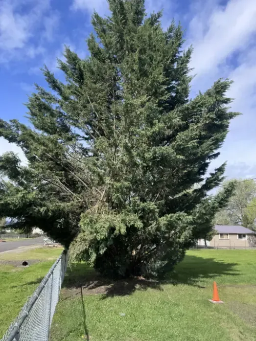 Large evergreen tree next to a chain link fence and a grassy yard.
