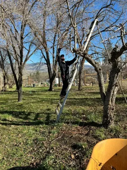 Person on a ladder pruning a tree in a grassy yard, with leafless trees and a bright blue sky.