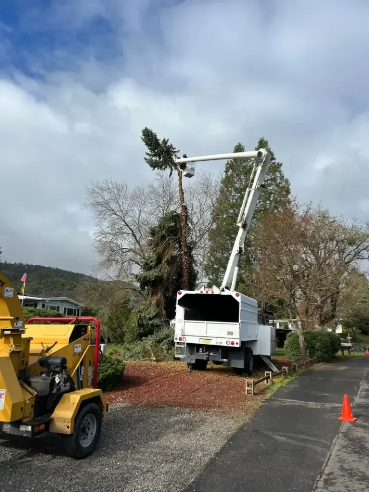 A tree being trimmed by a lift truck, a wood chipper, and a road cone on a paved drive.
