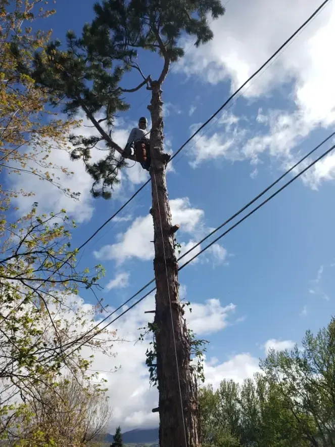 Arborist trimming a tall pine tree near power lines under a blue sky with clouds.