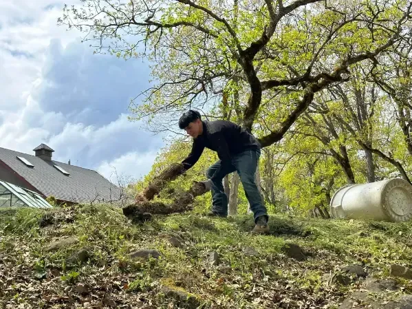 Man tending to hillside vegetation near a building under a tree.